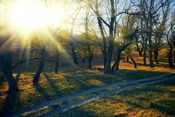 Forêt d'automne - beau paysage sauvage, soleil éclatant et ombres au coucher du soleil, feuilles et branches dorées tombées, nature et détails de saison . — Photo
