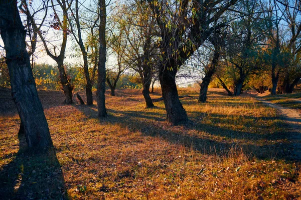 Осінній ліс - красивий дикий пейзаж, яскраве сонячне світло і тіні на заході сонця, золоті опале листя і гілки, деталі природи і сезону . — стокове фото