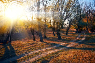 toprak yol ve sonbahar ormanda, gün batımında gölgeler parlak güneş ışığı güzel ağaçlar