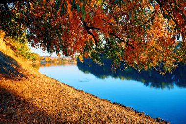 güzel Ağaçlar Sonbahar ormandaki nehir, parlak güneş ışığı günbatımında yakın:
