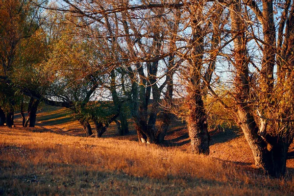 Beaux arbres dans la forêt d'automne près de la rivière, lumière du soleil au coucher du soleil — Photo