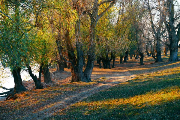 Estrada de terra e belas árvores na floresta de outono, luz solar brilhante com sombras ao pôr do sol — Fotografia de Stock