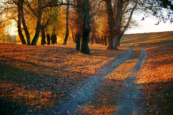 Έδαφος δρόμο και όμορφα δέντρα στο δάσος το φθινόπωρο, έντονο ηλιακό φως με τις σκιές στο ηλιοβασίλεμα — Φωτογραφία Αρχείου