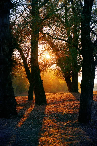 Красивые деревья в осеннем лесу у реки, яркий солнечный свет на закате — стоковое фото