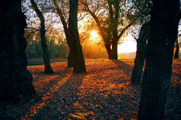 Όμορφα δέντρα στο δάσος το φθινόπωρο κοντά το ποτάμι, το λαμπρό φως του ήλιου κατά το ηλιοβασίλεμα — Φωτογραφία Αρχείου