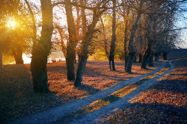 Route au sol et de beaux arbres dans la forêt d'automne, la lumière du soleil avec des ombres au coucher du soleil — Photo