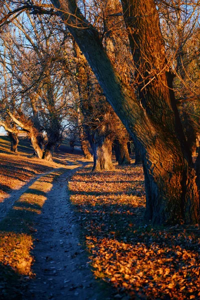 Έδαφος δρόμο και όμορφα δέντρα στο δάσος το φθινόπωρο, έντονο ηλιακό φως με τις σκιές στο ηλιοβασίλεμα — Φωτογραφία Αρχείου
