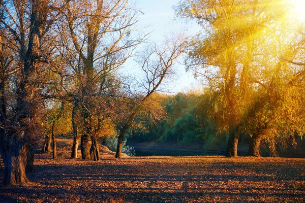 가 숲에서 아름 다운 나무 근처 강, 밝은 햇빛에서 일몰 — 스톡 사진