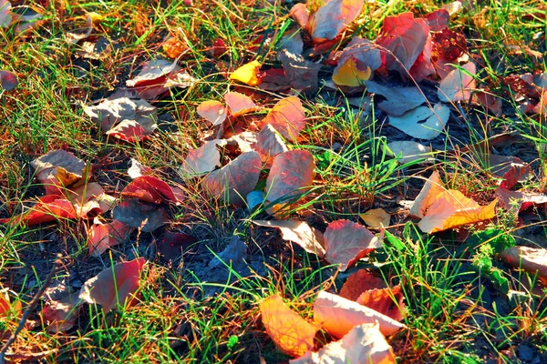 Piękny zachód słońca i drzewa w jesiennym lesie, jasny krajobraz jesienią sezonu — Zdjęcie stockowe