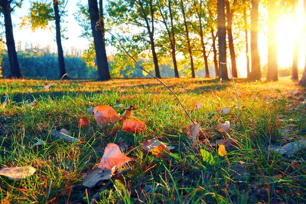 Hermoso atardecer y árboles en el bosque de otoño, paisaje brillante en temporada de otoño — Foto de Stock