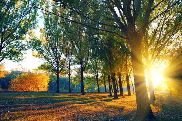 Sonbahar ormanında güzel gün batımı ve ağaçlar, sonbahar sezonunda parlak manzara — Stok fotoğraf