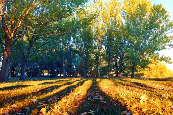 秋の森の美しい夕日と木々、秋の季節の明るい風景 — ストック写真