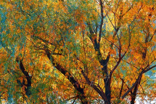 Bellissimi alberi nella foresta autunnale vicino al fiume, luce solare brillante al tramonto — Foto Stock