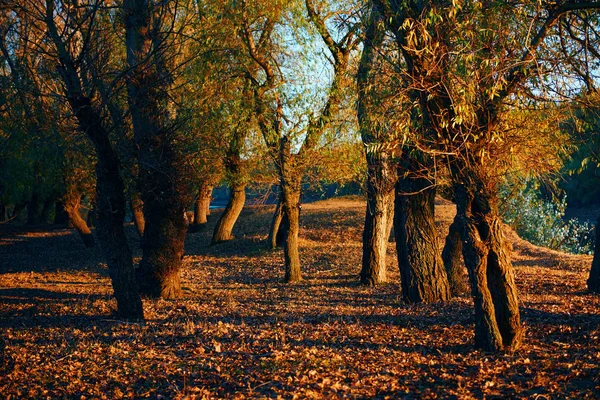 Árvores bonitas na floresta de outono perto do rio, luz solar brilhante ao pôr do sol — Fotografia de Stock