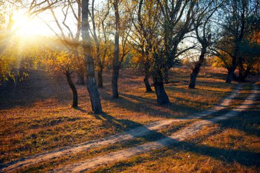toprak yol ve sonbahar ormanda, gün batımında gölgeler parlak güneş ışığı güzel ağaçlar