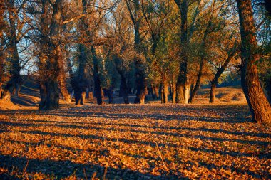 güzel Ağaçlar Sonbahar ormandaki nehir, parlak güneş ışığı günbatımında yakın: