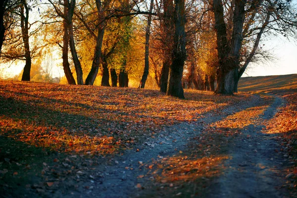 Estrada de terra e belas árvores na floresta de outono, luz solar brilhante com sombras ao pôr do sol — Fotografia de Stock