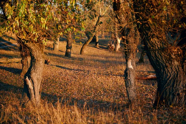 Beaux arbres dans la forêt d'automne près de la rivière, lumière du soleil au coucher du soleil — Photo