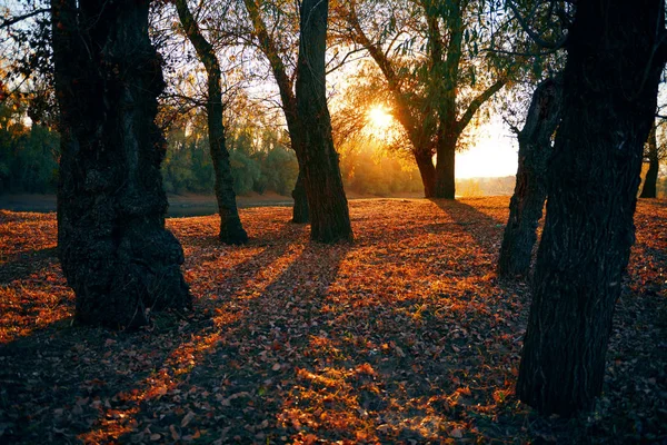 Bellissimi alberi nella foresta autunnale vicino al fiume, luce solare brillante al tramonto — Foto Stock