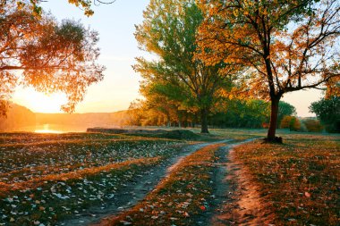toprak yol ve sonbahar ormanda, gün batımında gölgeler parlak güneş ışığı güzel ağaçlar