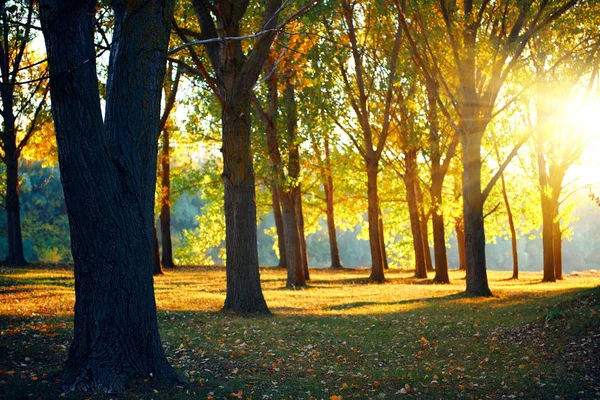 Beautiful glade and trees in the autumn forest, bright sunset and landscape in fall season — Stock Photo, Image