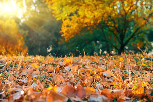 Beautiful glade and trees in the autumn forest, bright sunset and landscape in fall season — Stock Photo, Image