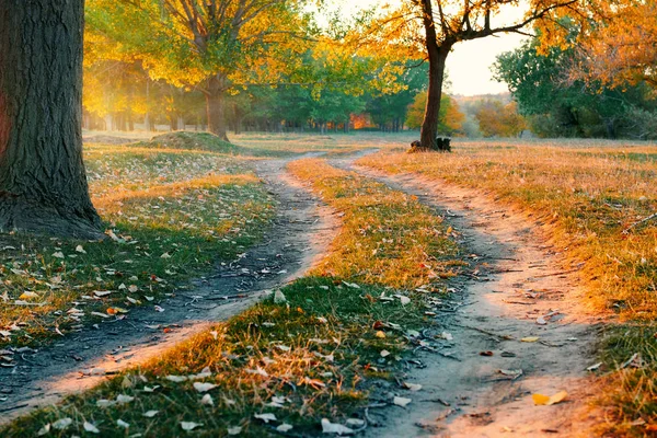 Toprak yol ve sonbahar ormanda, gün batımında gölgeler parlak güneş ışığı güzel ağaçlar — Stok fotoğraf