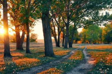 toprak yol ve sonbahar ormanda, gün batımında gölgeler parlak güneş ışığı güzel ağaçlar
