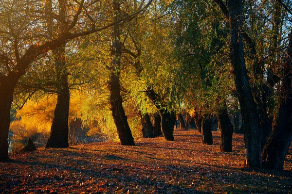 Beaux arbres dans la forêt d'automne près de la rivière, lumière du soleil au coucher du soleil — Photo