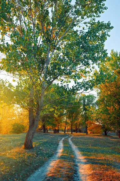 Mark väg och vackra träd i skogen till hösten, starkt solljus med skuggor i solnedgången — Stockfoto
