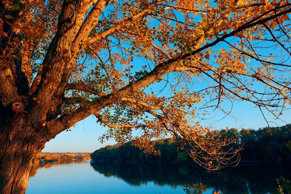 Vackra träd i höst skogen nära floden, starkt solljus och solnedgång — Stockfoto