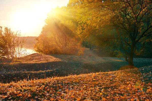 Krásné stromy v podzimním lese poblíž řeky, jasného slunečního svitu a západu slunce — Stock fotografie