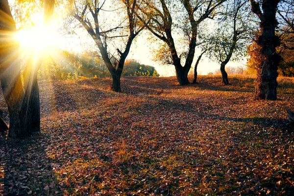 Bellissimi alberi nella foresta autunnale vicino al fiume, luce solare brillante al tramonto — Foto Stock