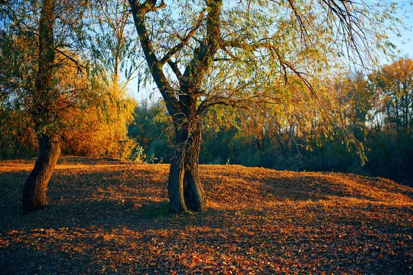 Copaci frumoși în pădurea de toamnă din apropierea râului, lumina soarelui strălucitoare la apusul soarelui — Fotografie, imagine de stoc