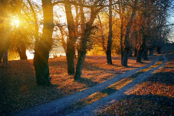 Toprak yol ve sonbahar ormanda, gün batımında gölgeler parlak güneş ışığı güzel ağaçlar — Stok fotoğraf