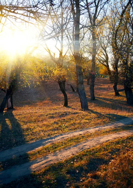 Mark väg och vackra träd i skogen till hösten, starkt solljus med skuggor i solnedgången — Stockfoto