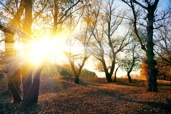 Prachtige bomen in de herfst bos in de buurt van de rivier, fel zonlicht bij zonsondergang — Stockfoto