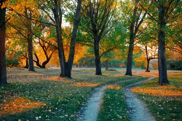 Toprak yol ve sonbahar ormanda, gün batımında gölgeler parlak güneş ışığı güzel ağaçlar — Stok fotoğraf