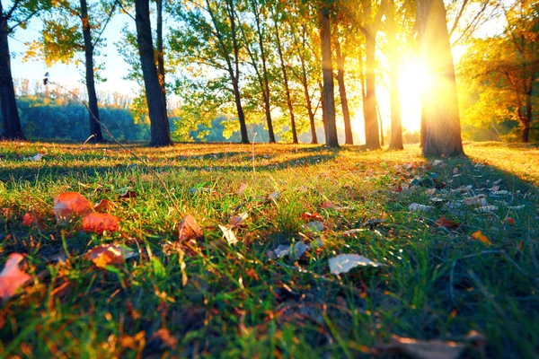 Belo pôr do sol e árvores na floresta de outono, paisagem brilhante na temporada de outono — Fotografia de Stock