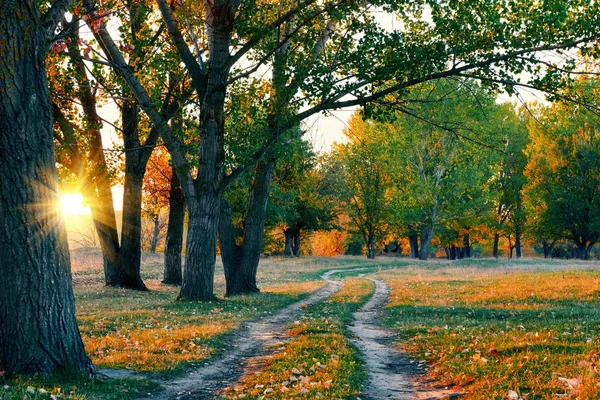 Pozemní cesta a krásné stromy v podzimním lese, světlo se stíny při západu slunce — Stock fotografie