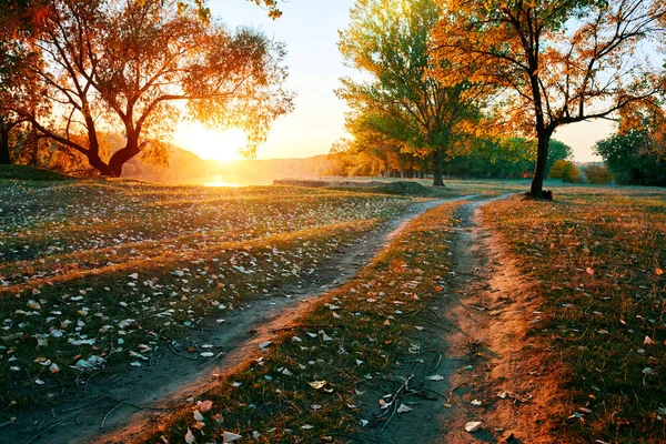 Грунтовая дорога и красивые деревья в осеннем лесу, яркий солнечный свет с тенями на закате — стоковое фото