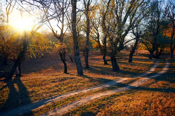 Грунтовая дорога и красивые деревья в осеннем лесу, яркий солнечный свет с тенями на закате — стоковое фото