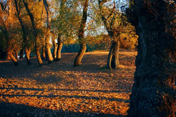 Beaux arbres dans la forêt d'automne près de la rivière, lumière du soleil au coucher du soleil — Photo