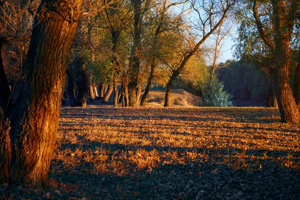 Beaux arbres dans la forêt d'automne près de la rivière, lumière du soleil au coucher du soleil — Photo