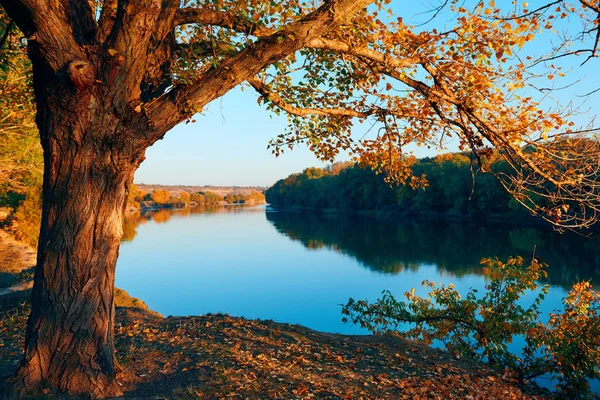 Schöne Bäume im Herbstwald in Flussnähe, helles Sonnenlicht und Sonnenuntergang — Stockfoto