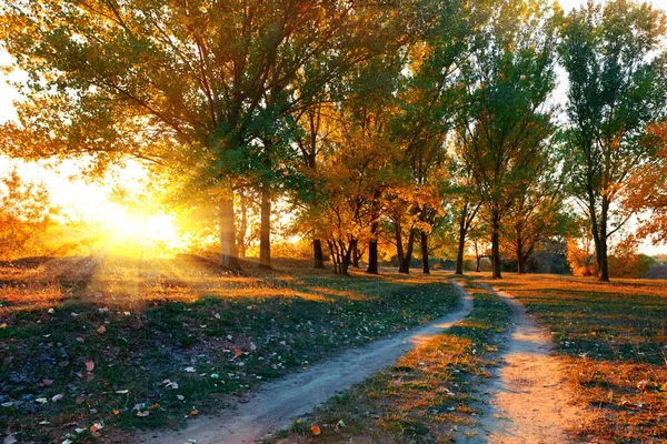 Strada interrata e bellissimi alberi nella foresta autunnale, luce solare intensa con ombre al tramonto — Foto Stock