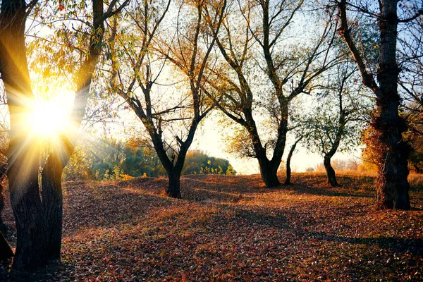 Beaux arbres dans la forêt d'automne près de la rivière, lumière du soleil au coucher du soleil — Photo