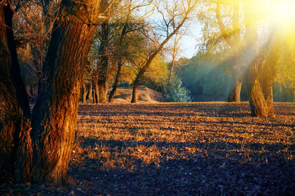 Όμορφα δέντρα στο δάσος το φθινόπωρο κοντά το ποτάμι, το λαμπρό φως του ήλιου κατά το ηλιοβασίλεμα — Φωτογραφία Αρχείου