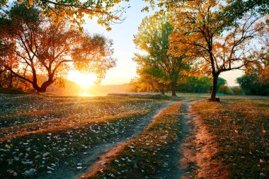 toprak yol ve sonbahar ormanda, gün batımında gölgeler parlak güneş ışığı güzel ağaçlar