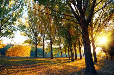 sonbahar ormanında güzel glade ve ağaçlar, sonbahar sezonunda parlak gün batımı ve manzara